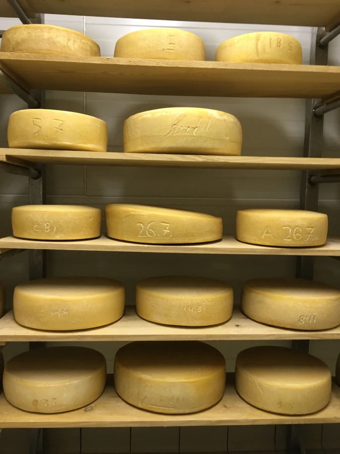 Luzernenhof Solawi Hofkäse im Reifekeller Regale voller reifender Käselaibe in der Hofkäserei der Solawi Luzernenhof; gelbe Hartkäse-Räder lagern mit Datumsstempel auf Holzbrettern.