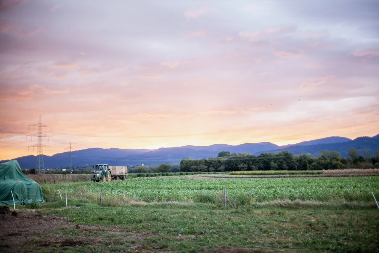 Luzernenhof Solawi Traktor im Sonnenuntergang Traktor mit Anhänger auf dem Feld der Solawi Luzernenhof vor violettem Abendhimmel und Bergpanorama im Markgräflerland